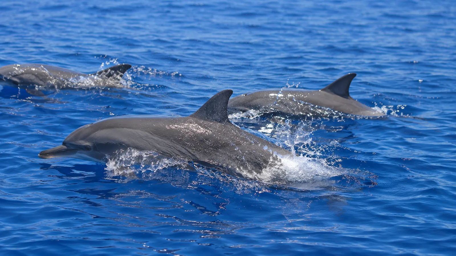 Dolphin House